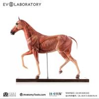 Evolaboratory 1/6  馬の解剖モデル 32cm スタチュー DX745100A