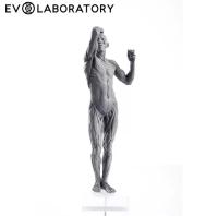 Evolaboratory 1/7  人体筋肉解剖モデル 28cm スタチュー DX484165B