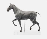 Evolaboratory  馬の解剖モデル  1/10  21cm スタチュー DX745100A
