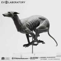 Evolaboratory 1/6  グレーハウンド/狩猟犬/レース犬の解剖モデル  17.6cm スタチュー DX7489461C