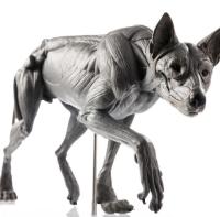 Evolaboratory 1/8  狼の解剖モデル 13cm スタチュー DX5446512