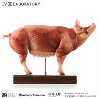 Evolaboratory 1/5  豚の解剖モデル 23cm スタチュー DX2874905Z