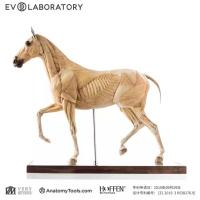 Evolaboratory 1/6  馬の解剖モデル 32cm スタチュー DX4562168A