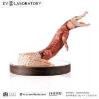 Evolaboratory 1/5  鰐の解剖モデル 26cm スタチュー DX879400Y