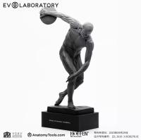 Evolaboratory 1/8 Discobolus   人体筋肉の解剖モデル スタチュー DX546433M