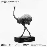 Evolaboratory 1/10   鴕鳥の解剖モデル 25cm  スタチュー DX146466T