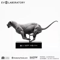 Evolaboratory 1/10   アフリカヒョウの解剖モデル スタチュー DX964636B