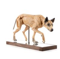 Evolaboratory 1/6  狼の解剖モデル スタチュー DX515314C