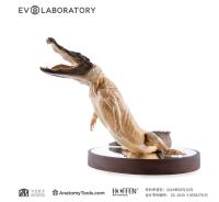 Evolaboratory 1/5  鰐の解剖モデル 26*40*32cm スタチュー DX2846666S