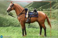 DID  ネイサン大尉 愛馬 騎馬 栗毛 ブラウンレッド 鞍付 （スタンディング） 1/6  アクションフィギュア  E60082