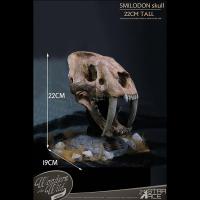 STAR ACE Toys  Smilodon Skull 22cm   スタチュー  SA5040