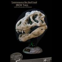 Star Ace Toys  Tyrannosaurus Rex Skull Fossil 29CM TALL  スタチュー    SA5043