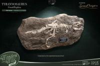 予約 Star Ace Toys    Wonders of the Wild     T-Rex  Fossil Replica    フィギュア   SA5016 