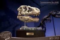 予約 STAR ACE Toys     T-Rex  Tyrannosaurus rex  Head Skull Replica     32cm   スタチュー   SA5029